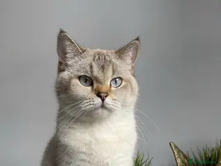 Mixed Breed cats British shorthair mixed breed - Advert 1
