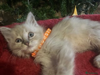 Ragdoll cats Tica male ragdoll kittens - Advert 14