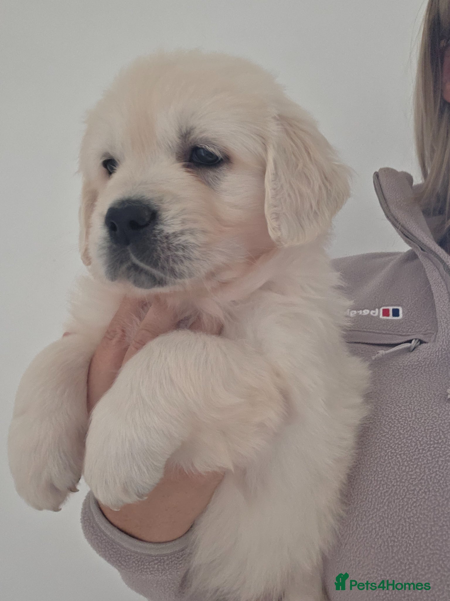 Golden Retriever dogs Extensively Health Tested English Cream Puppies - Advert 1