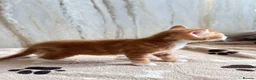 Mixed Breed cats for sale: Bengal/ tabby mixed kittens - Advert 2