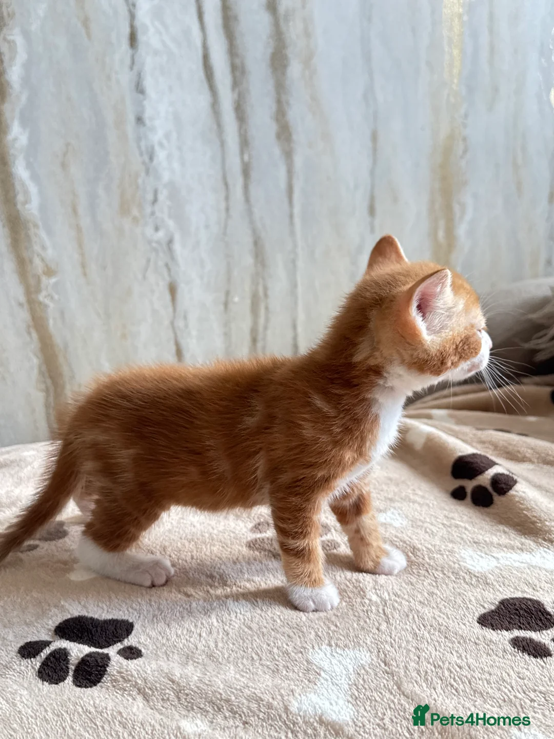 Mixed Breed cats for sale: Bengal/ tabby mixed kittens - Advert 2