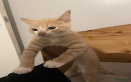 Domestic Shorthair cats for sale: Beautiful kittens are looking for forever homes! - Image 2