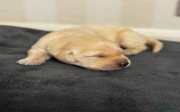 Labrador Retriever dogs for sale: Stunning, White/Yellow KC Registered Labrador Pups - Image 19