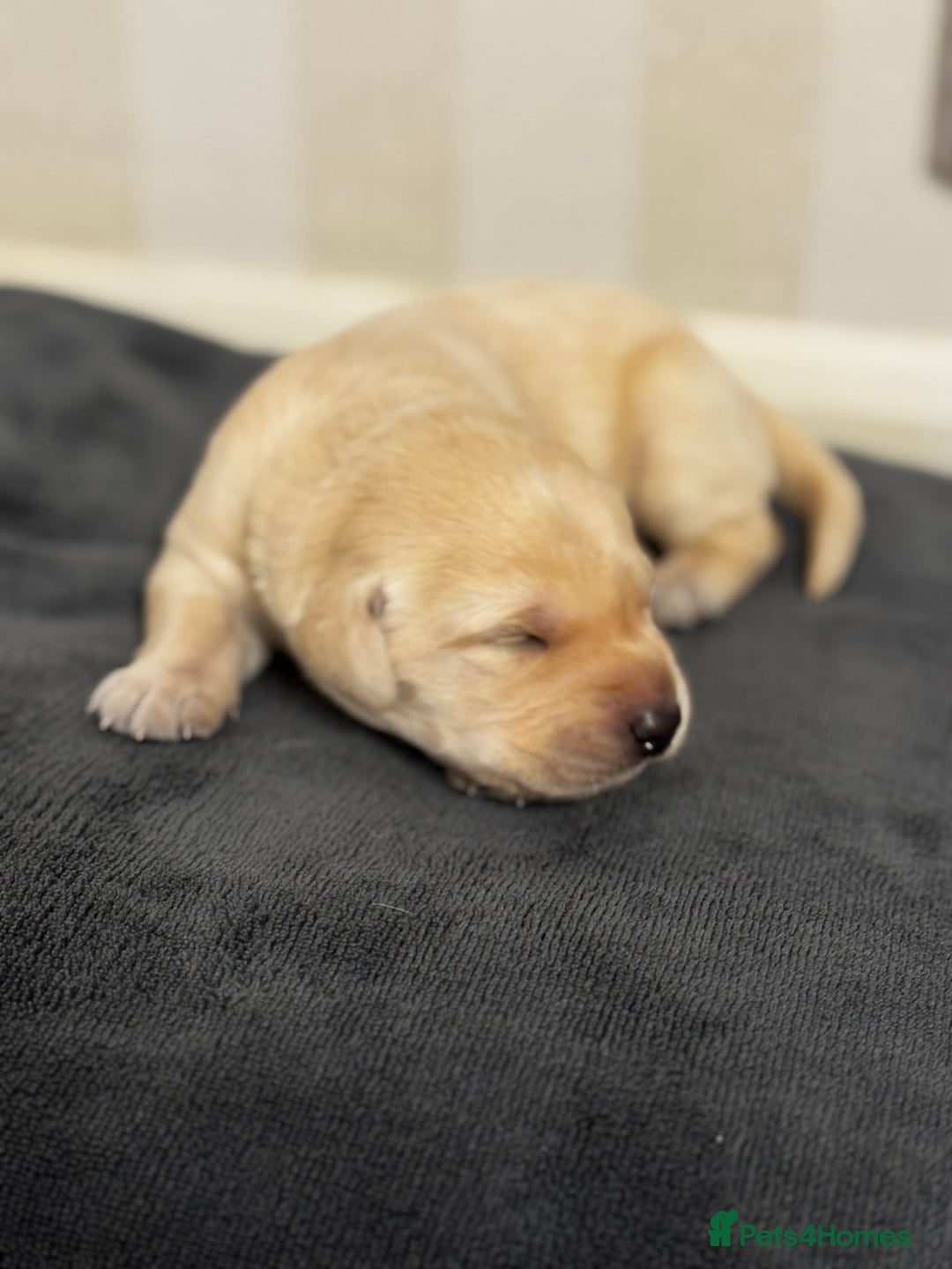 Labrador Retriever dogs for sale: Stunning, White/Yellow KC Registered Labrador Pups - Image 19