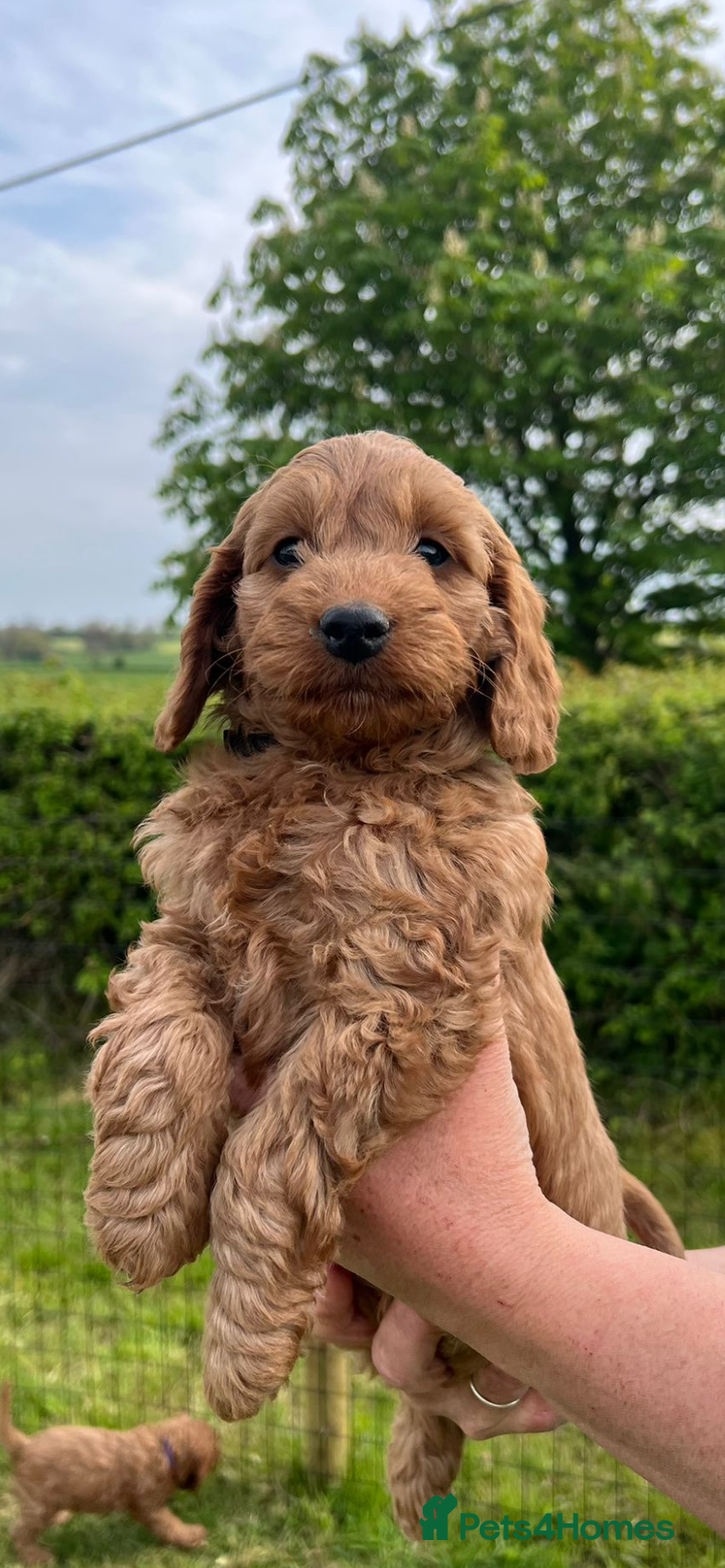 Cockapoo dogs for sale: 1 Boy left - Fully vaccinated & ready to go  - Advert 1
