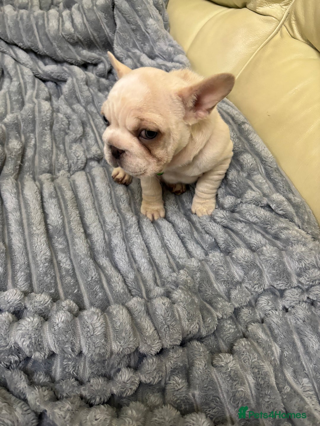 French Bulldog dogs for sale: Female French bulldog  - Advert 9