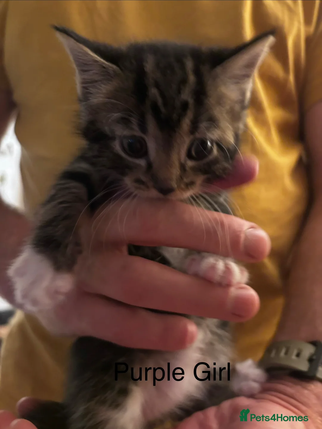 British Shorthair cats for sale: 5 beautiful kittens for sale  in Thatcham - Advert 9