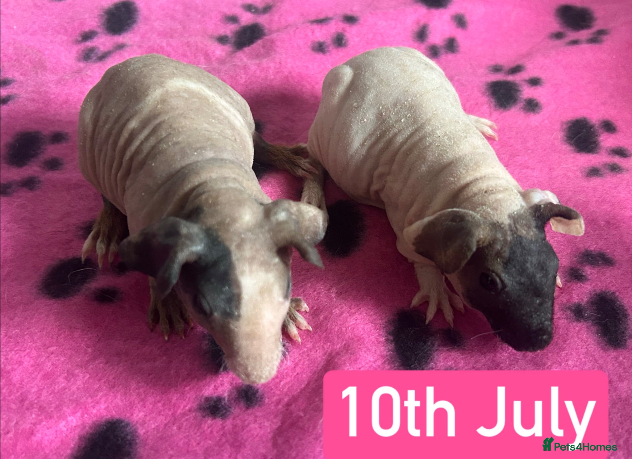 Guinea Pig rodents Skinny Pig Sows  - Advert 17
