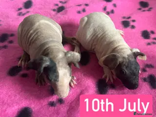Guinea Pig rodents Skinny Pig Sows - Advert 17