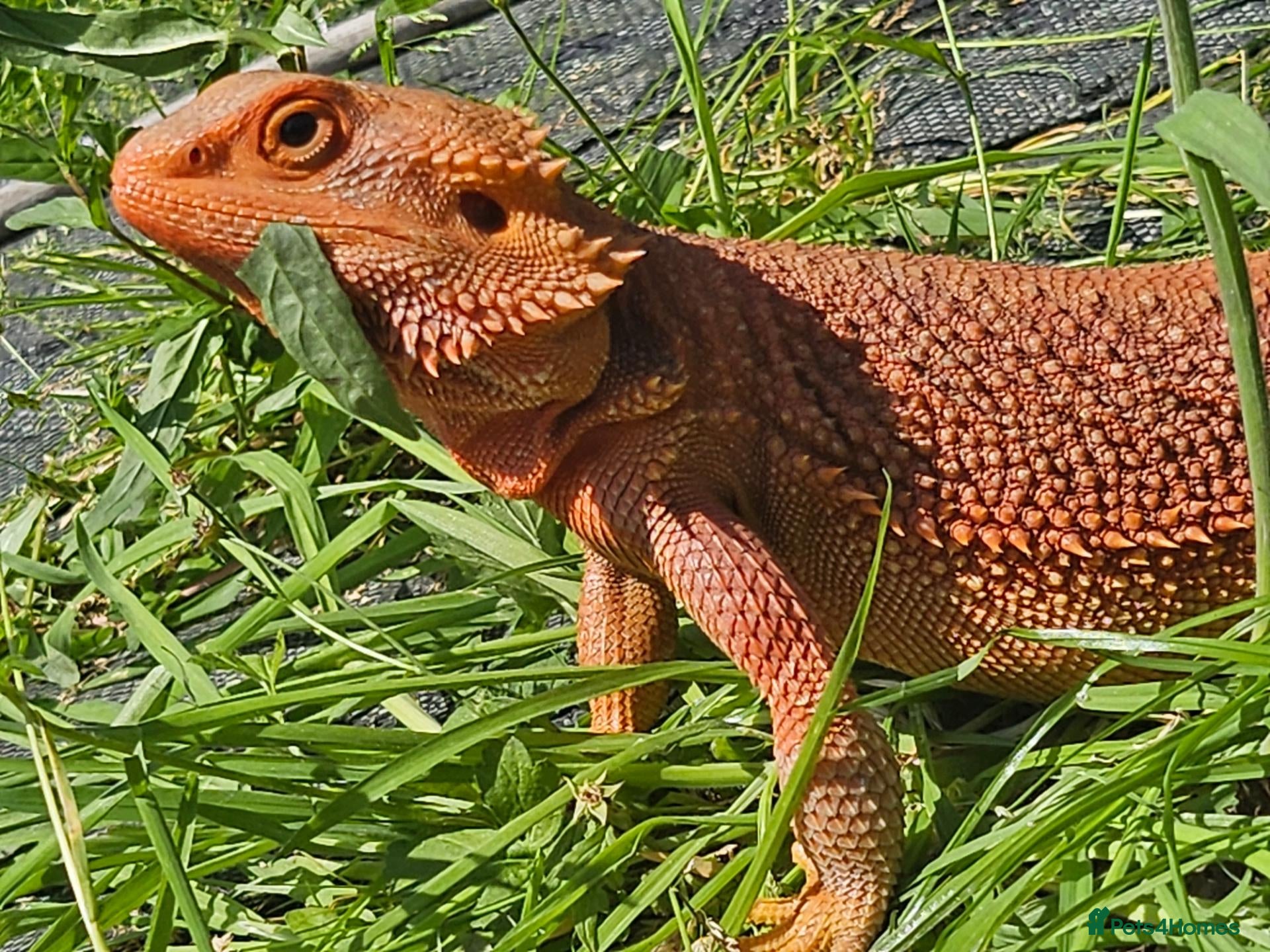 Bearded Dragon reptiles 2yr old Female bearded dragon Red Translucent - Advert 1