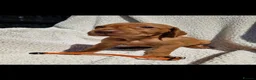 Hungarian Vizsla dogs for sale: Part Trained Daisy’s 2nd litter Hungarian vizsla - Advert 7
