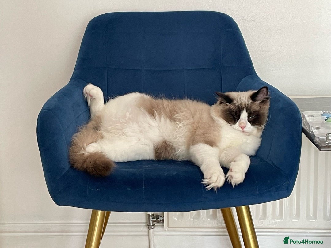 Ragdoll cats for sale: GCCF Ragdoll bicolour boy & premium kit worth+£250 - Image 1