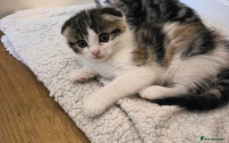 Scottish Fold cats for sale: Beautiful Scottish Folds - Image 17
