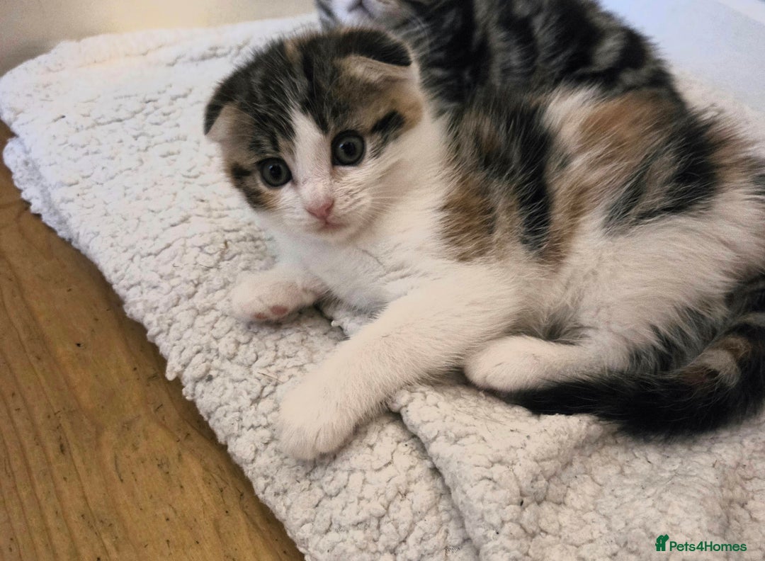 Scottish Fold cats for sale: Beautiful Scottish Folds - Image 17