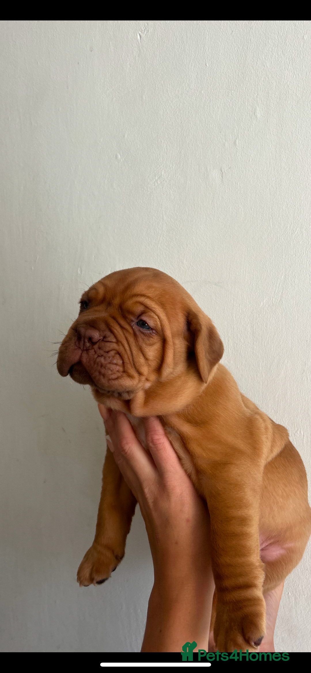 Dogue De Bordeaux dogs for sale: 2 BITCHES!LEFTFULL PEDIGREE 🦁 dogue de Bordeaux  - Advert 39
