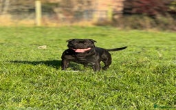 Staffordshire Bull Terrier dogs for sale: Quality black stafford males in Carlisle - Image 13