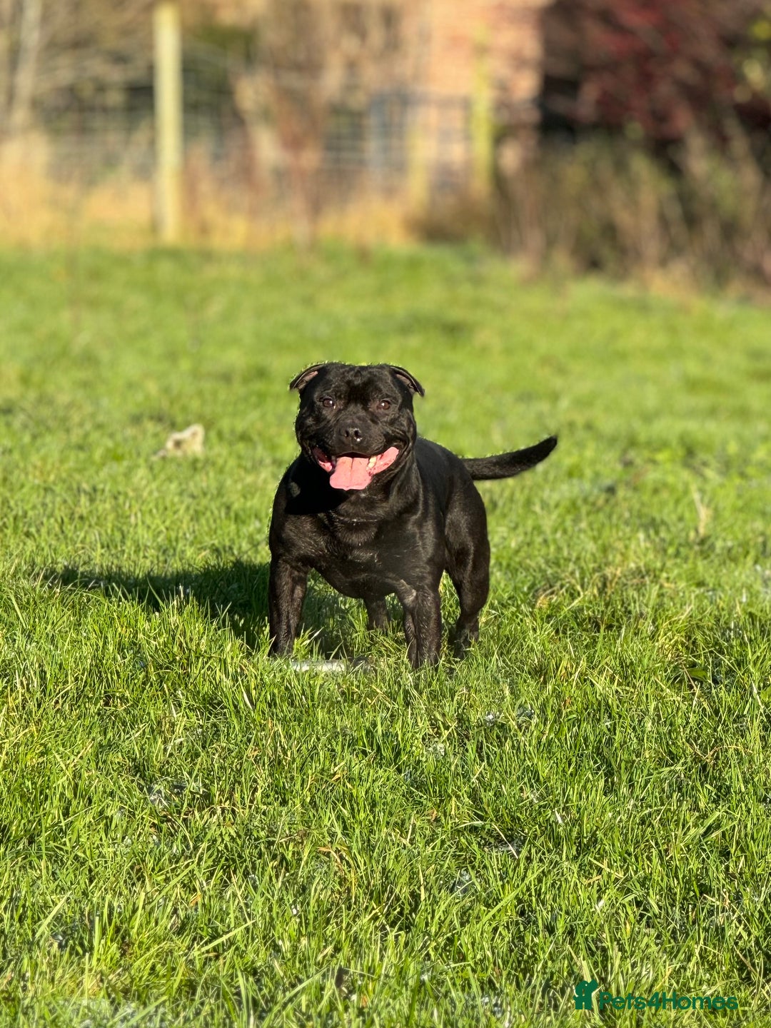 Staffordshire Bull Terrier dogs for sale: Quality black stafford males in Carlisle - Image 13