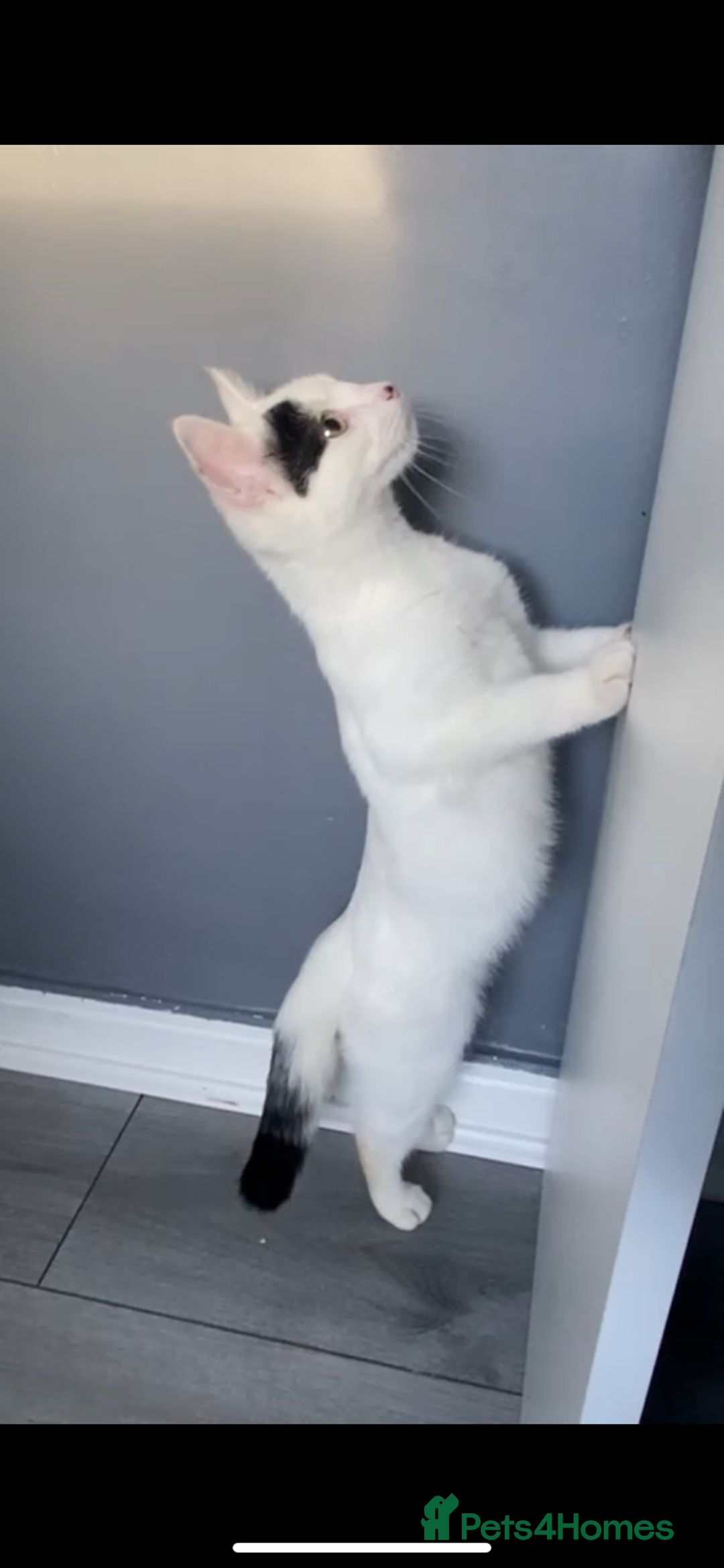 Domestic Shorthair cats for sale: White shorthair kitten  - Image 2