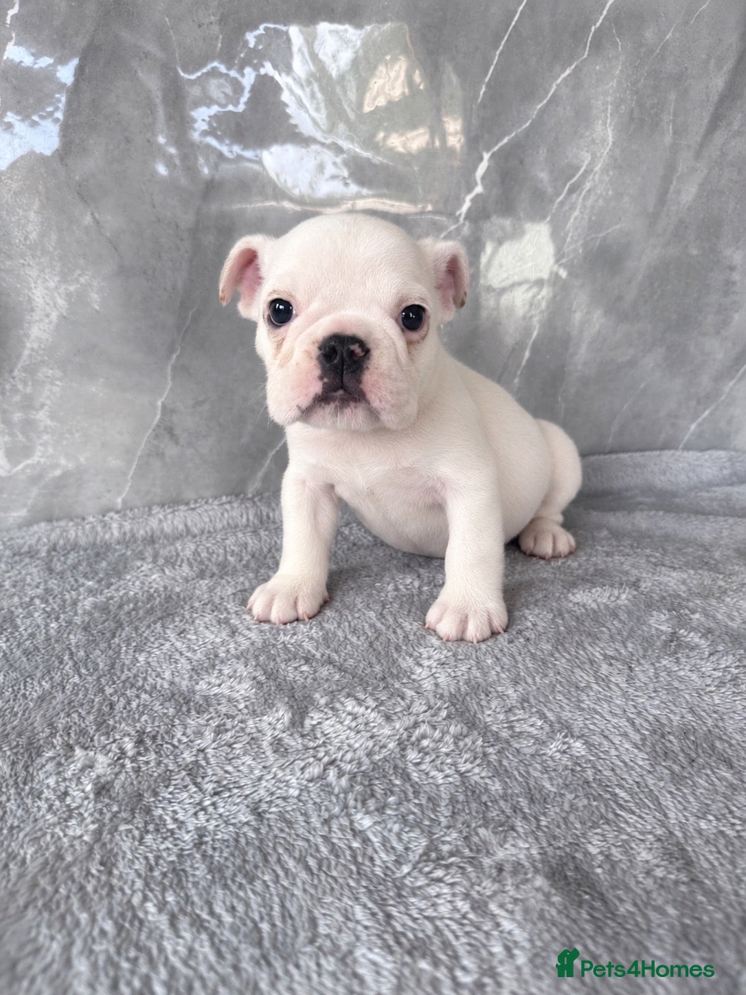 English Bulldog dogs TWO FEMALES AVAILABLE - Advert 16