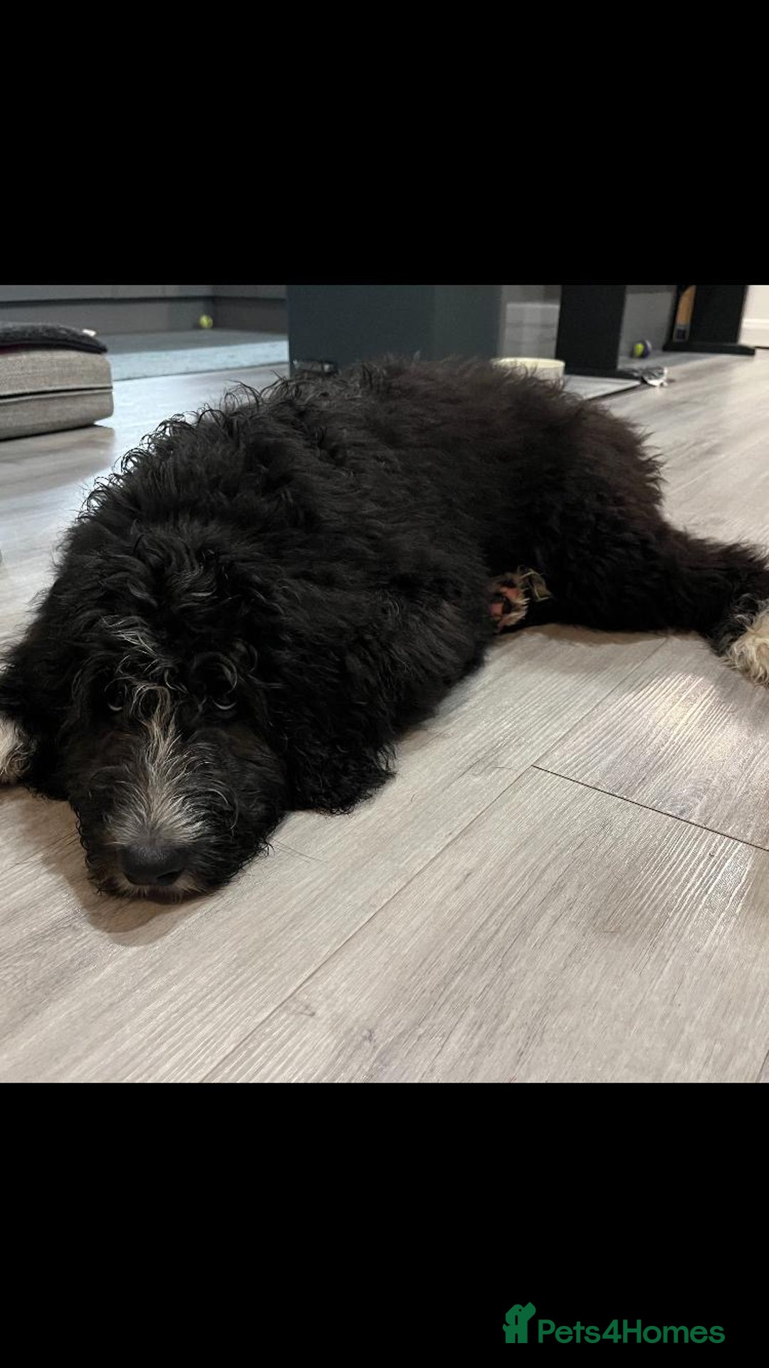 Bernedoodle dogs for sale: Adorable, 19week old bernedoodle boy - Advert 5