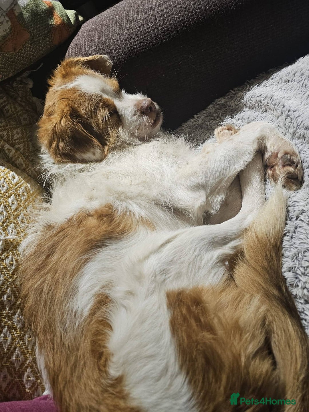 Mixed Breed dogs for adoption: Meet Lenny - Advert 3