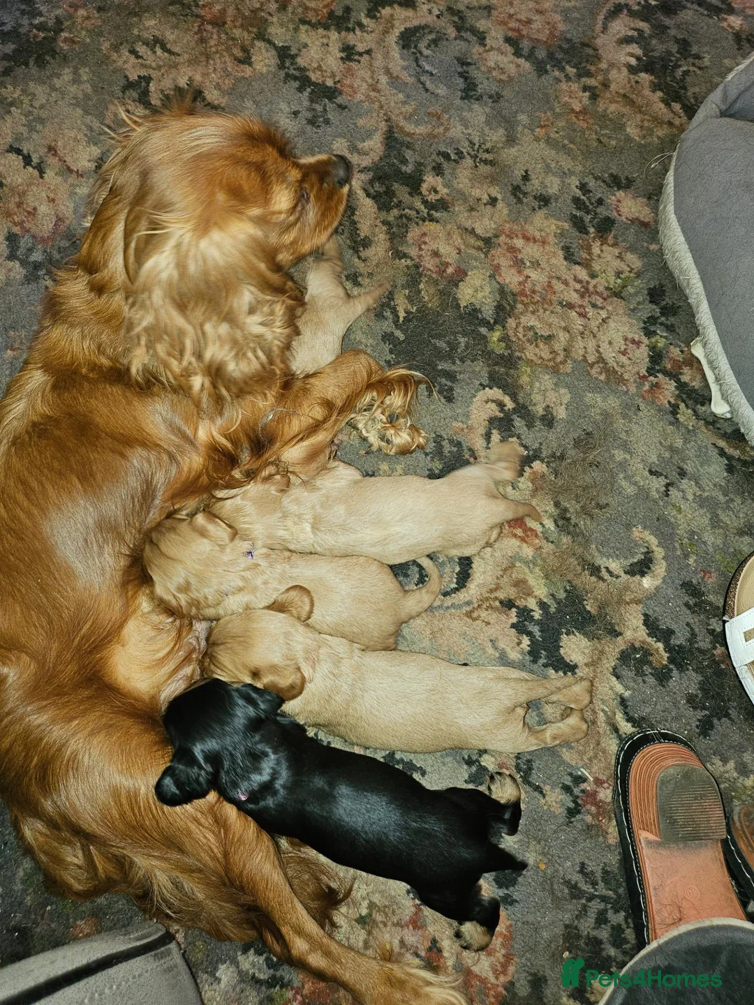King Charles Spaniel dogs for sale: FOR SALE  - Advert 1