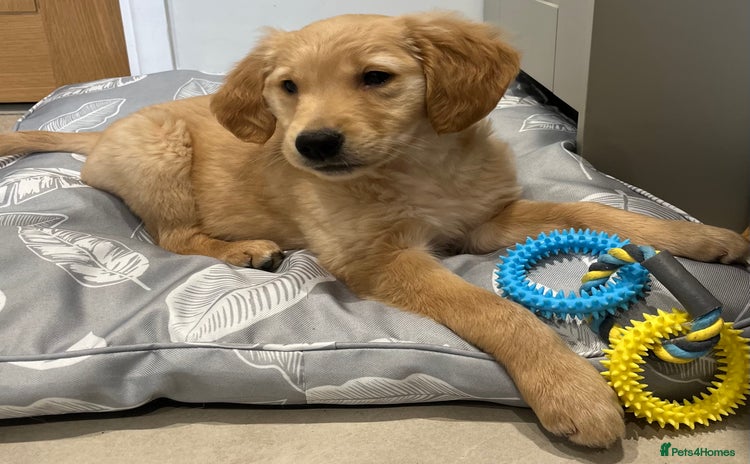 Golden Retriever dogs - Advert 4