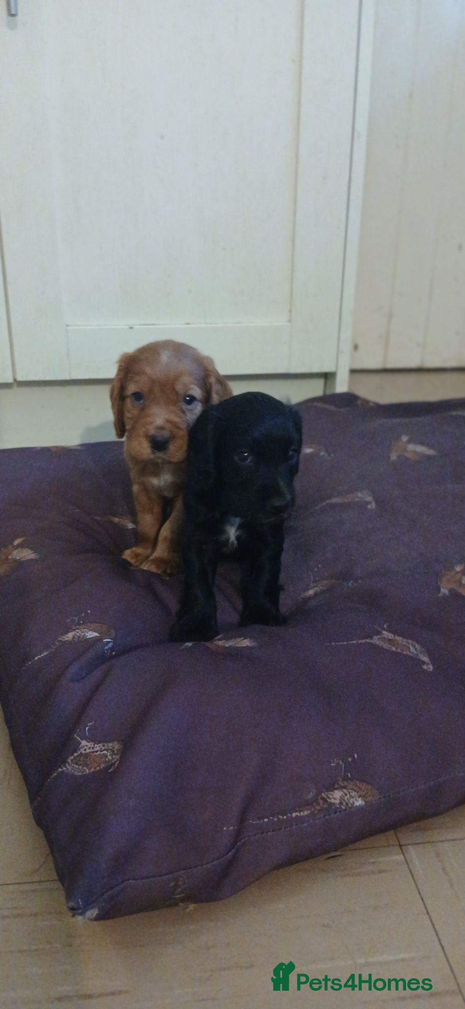 Cocker Spaniel dogs Kc Reg health tested working cocker spaniels  - Advert 2