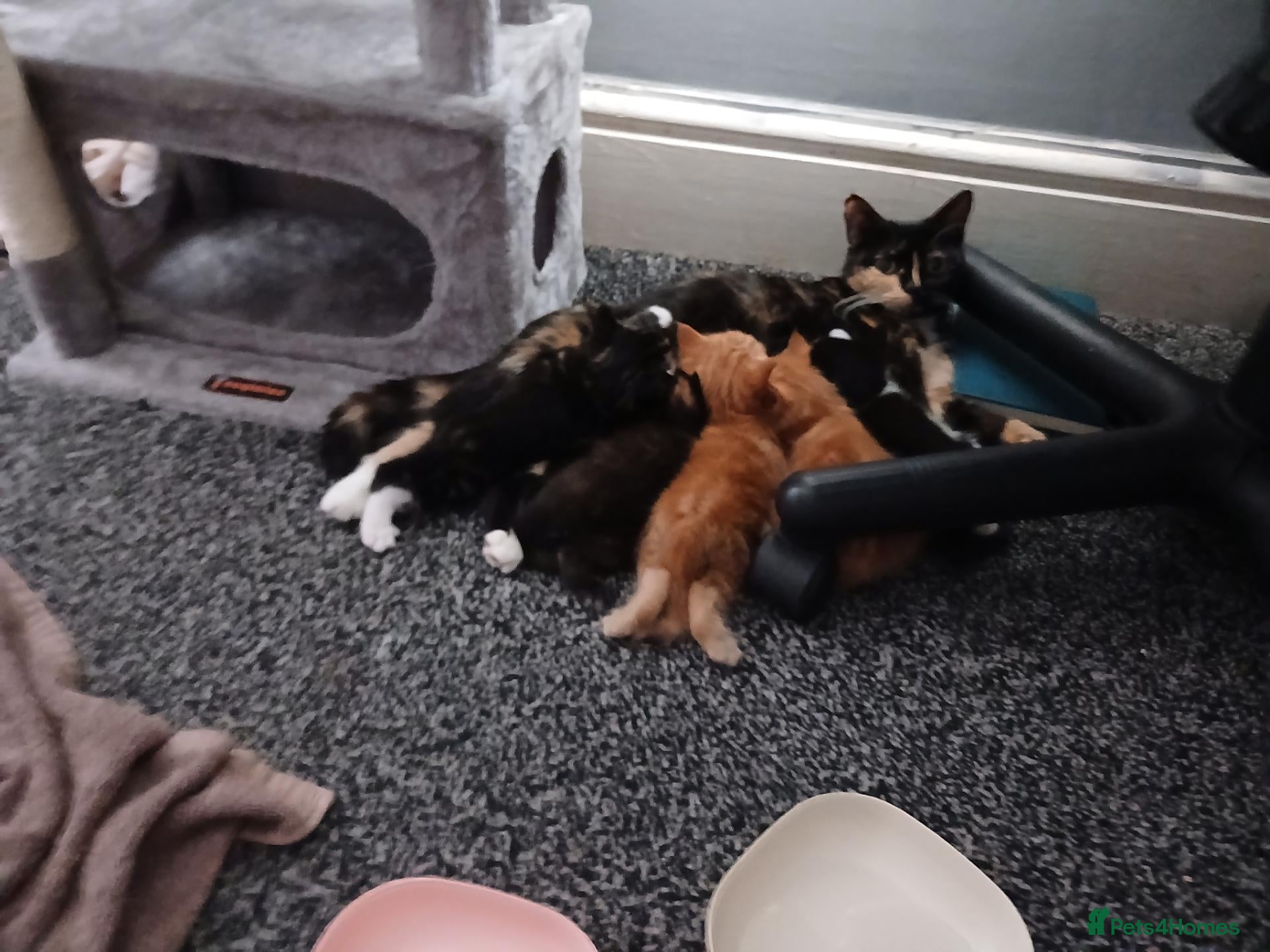 Mixed Breed cats Kittens ready for a new home - Advert 1
