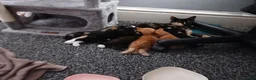 Mixed Breed cats for sale: Kittens ready for a new home in Birmingham - Advert 1