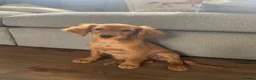 Goldendoodle dogs for sale: Golden Doodles (miniatures) - Advert 14