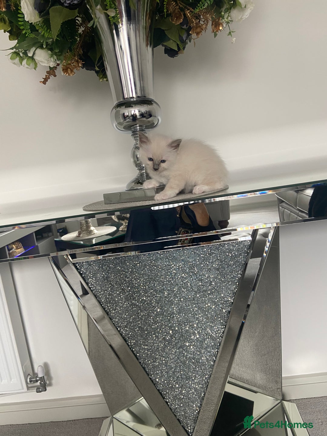 Birman cats for sale: BIRMAN KITTENS  - Image 4
