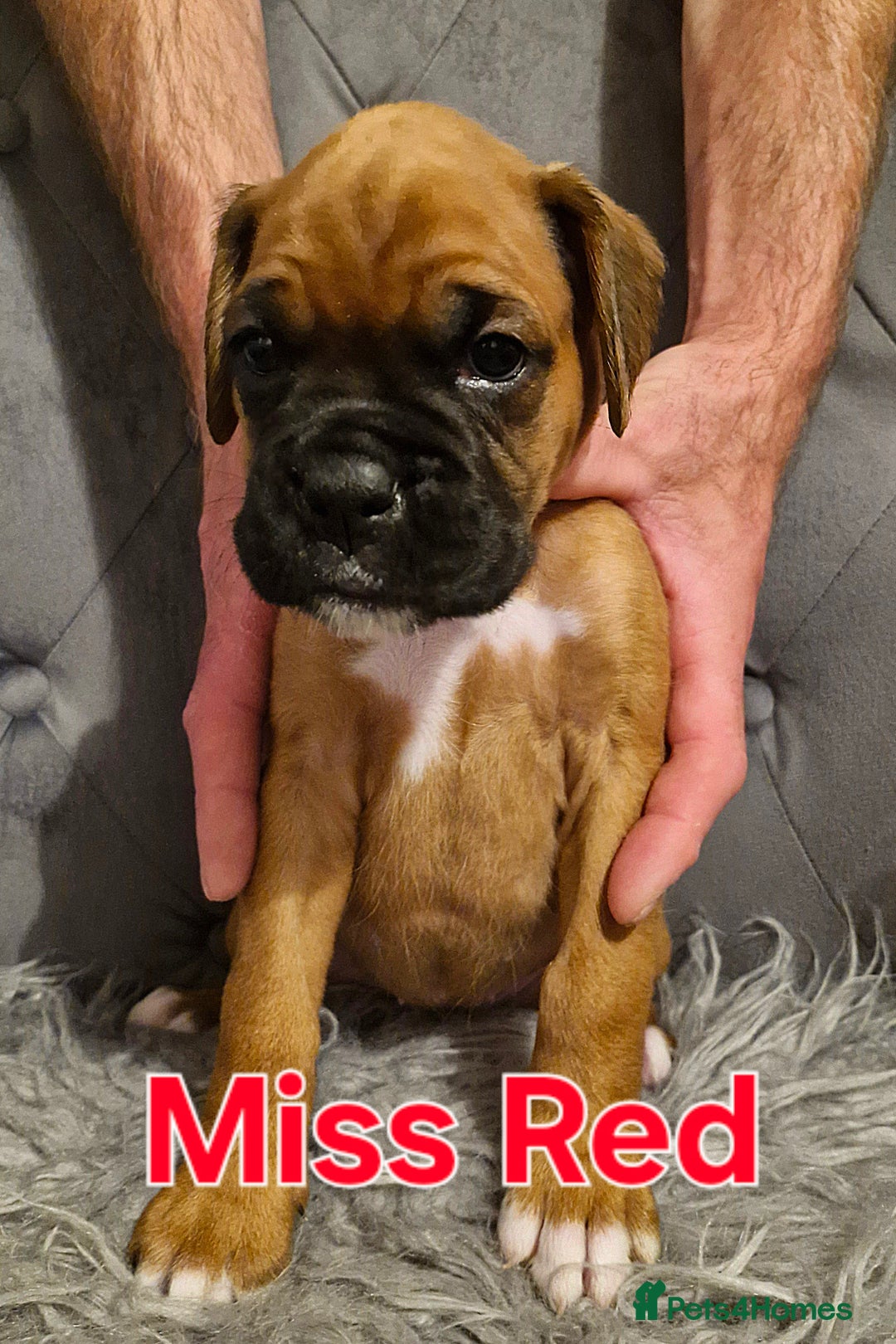 Boxer dogs for sale: Gorgeous Litter of 9 KC Registered Boxer Puppies - Image 32