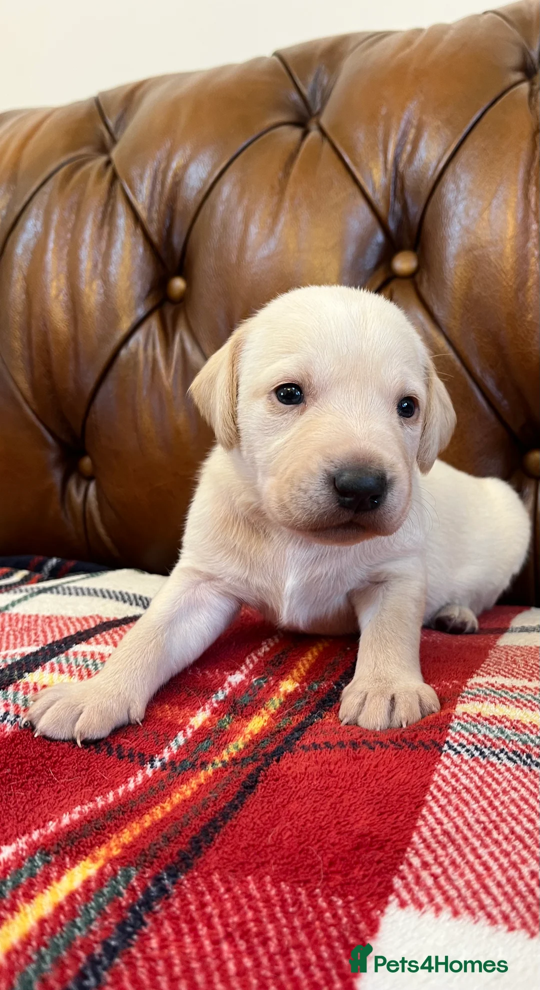 Mixed Breed dogs for sale: 1/9 F2 Weimador / Labmaraner  - Advert 15