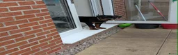Rottweiler dogs for sale: Rottweiler male - Advert 4