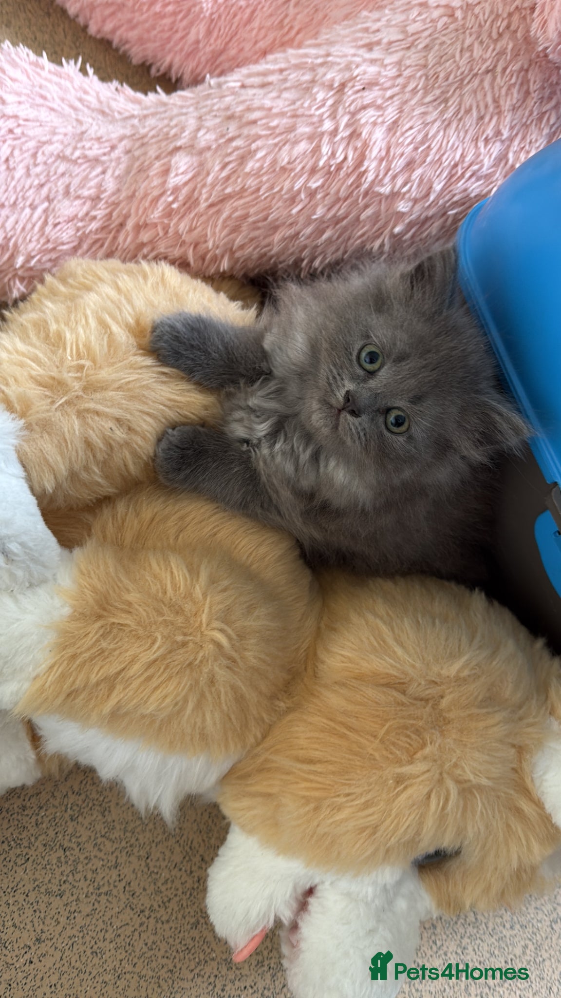 Scottish Fold cats Scottish fold fluffy femaleready for new home - Advert 19