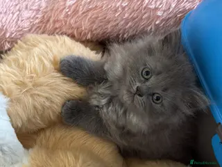 Scottish Fold cats Scottish fold fluffy femaleready for new home - Advert 19