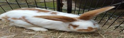 Giant Papillon rabbits for sale: Pure Giant Papillon Kits - Vaccinated - READY NOW - Advert 6