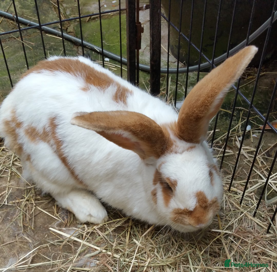 Giant Papillon rabbits for sale: Pure Giant Papillon Kits - Vaccinated - READY NOW - Advert 6