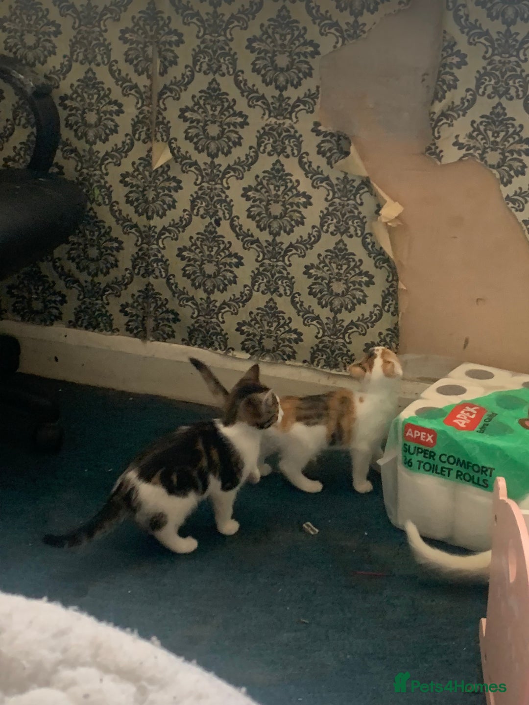 British Shorthair cats for sale: 3 Kitten ready to leave today  - Advert 12