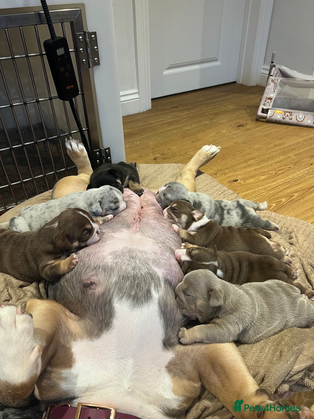 English Bulldog dogs for sale: Chunky English Bulldog Puppies  - Image 27