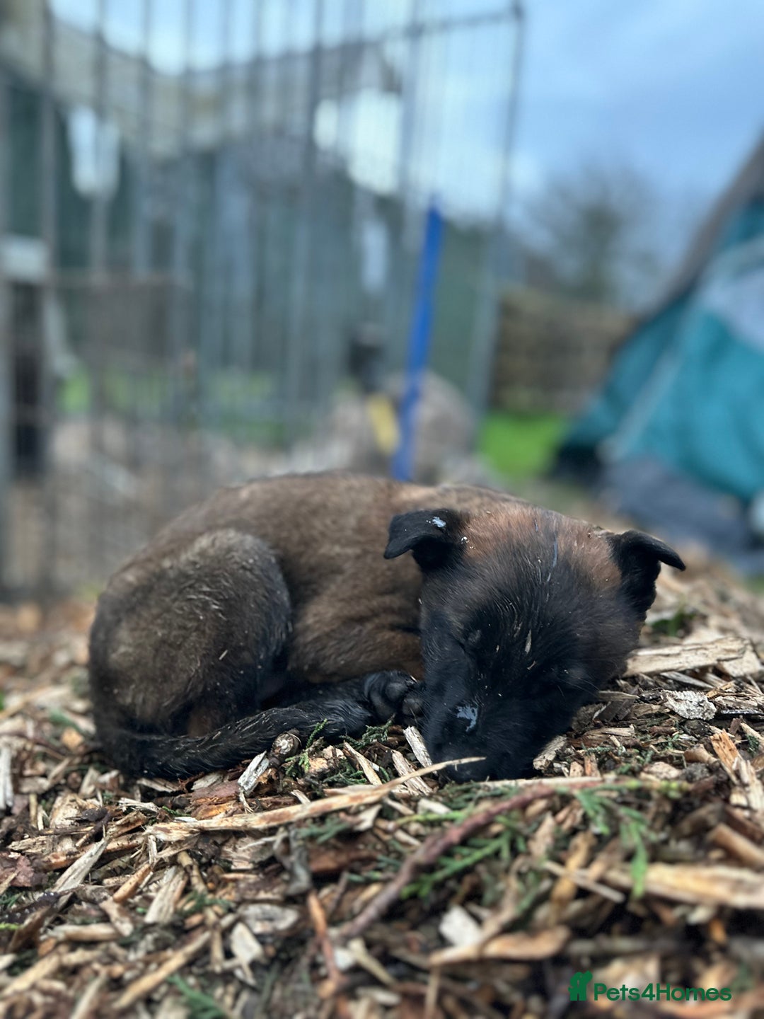 Mixed Breed dogs for sale: Dutch Herder Puppies  - Advert 39