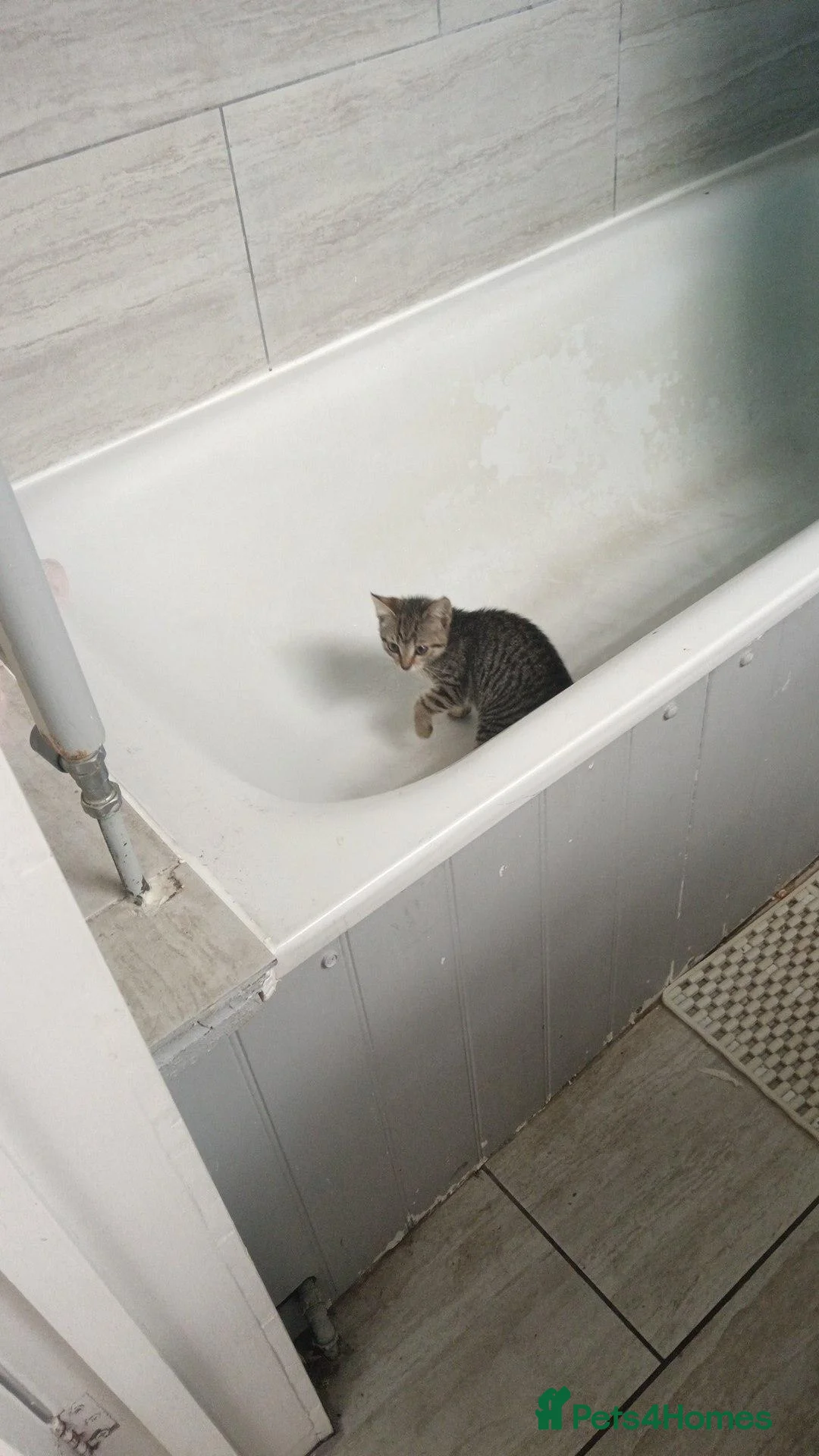 Mixed Breed cats for sale: Tabby girl kitten - Advert 2