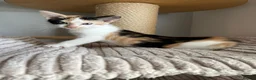 Mixed Breed cats for sale: 5 lovely kittens 🐾 - Advert 13