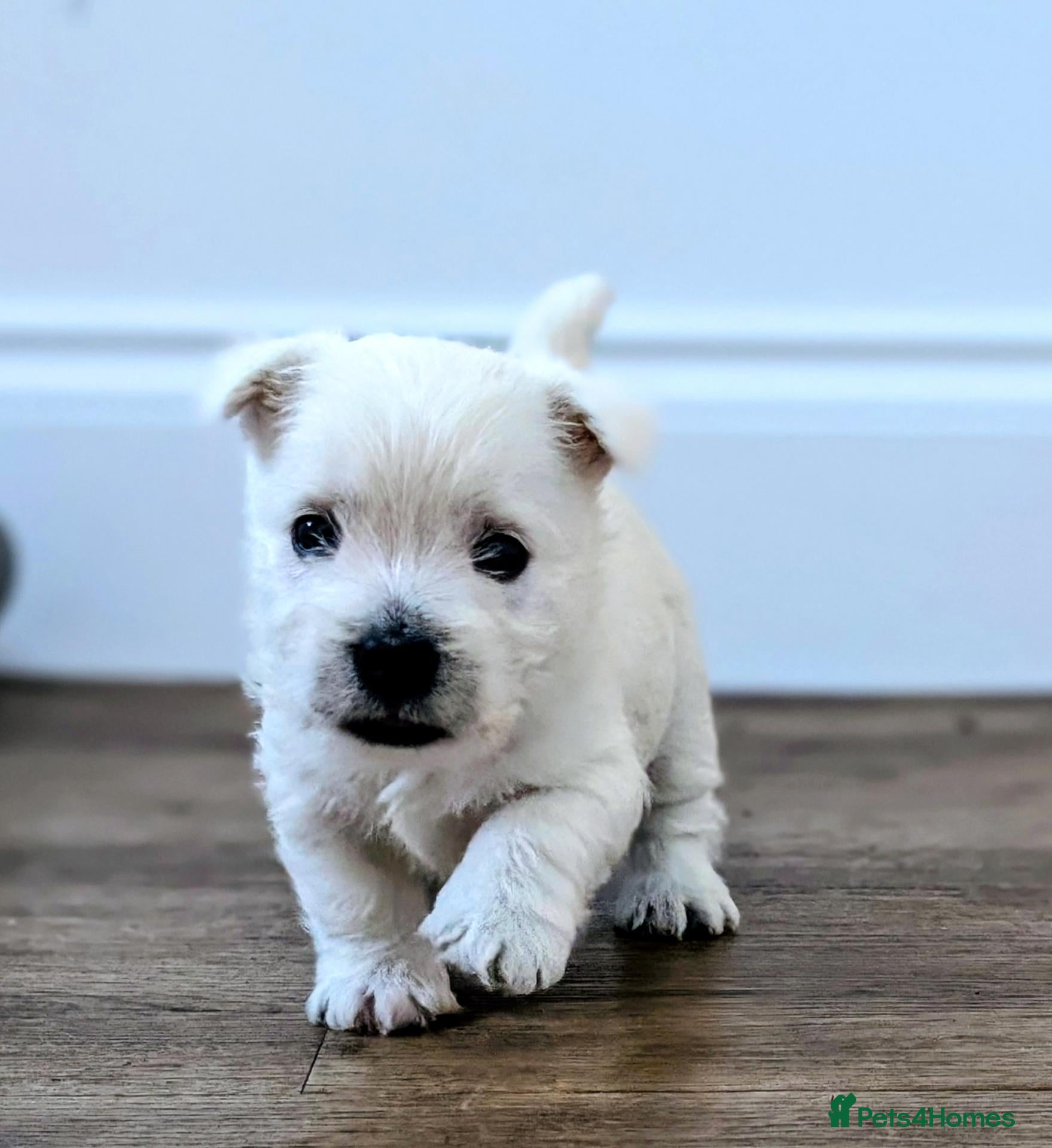 West Highland Terrier dogs Lovely KC register puppies  - Advert 17