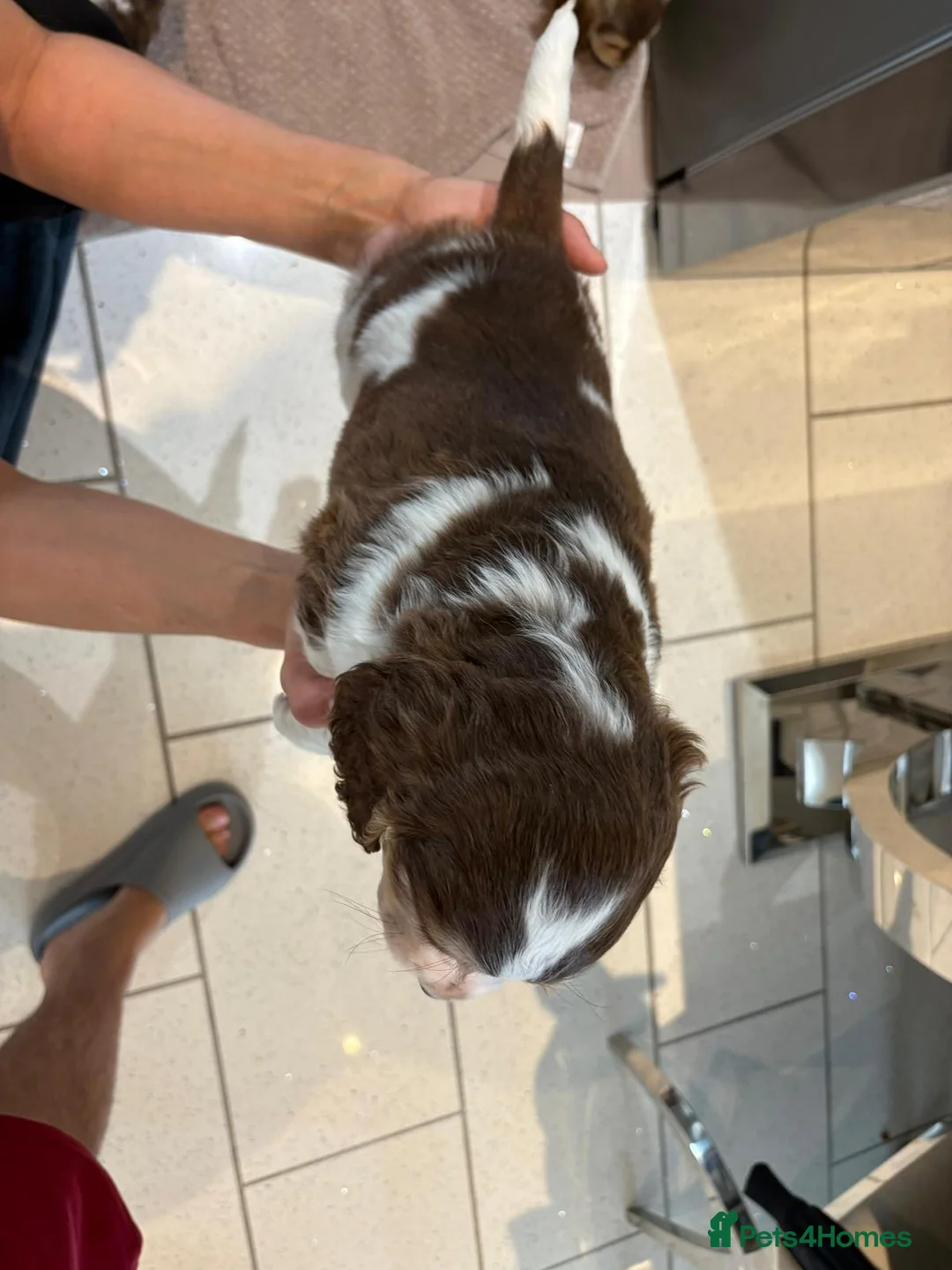 Cocker Spaniel dogs for sale: 100% Pedigree full show type DNA health tested  in Worksop - Advert 9