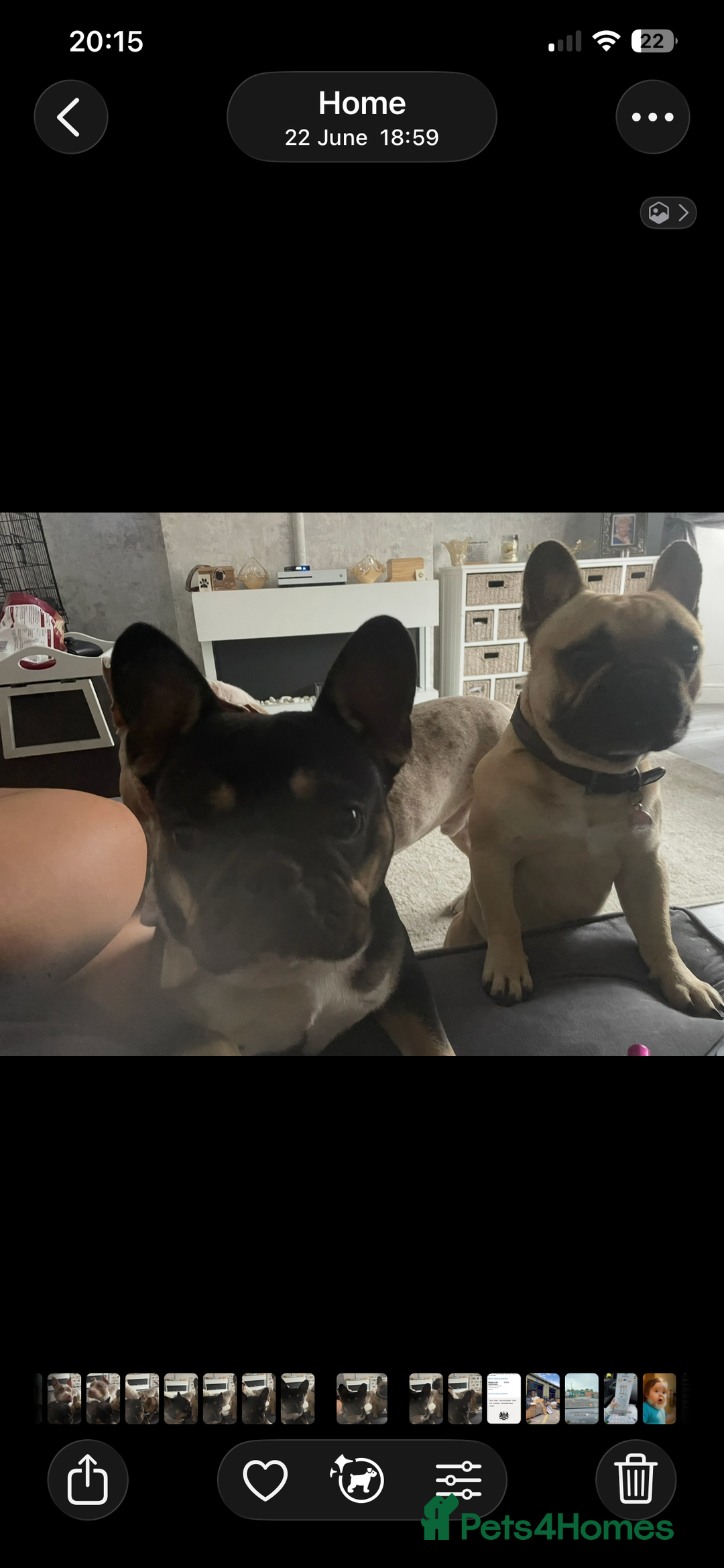 French Bulldog dogs for sale: French bull dog puppies - Image 9