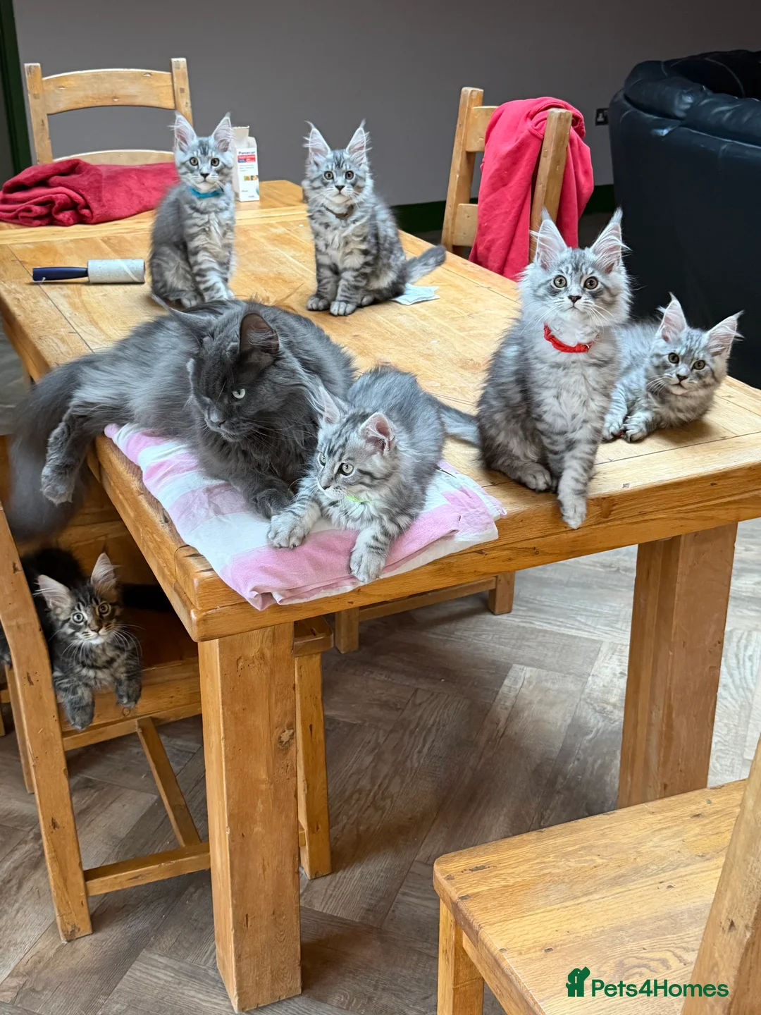 Maine Coon cats for sale: Silver Tabby Maine Coons - Advert 3