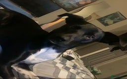 Mixed Breed dogs for sale: Pongo  - Image 3