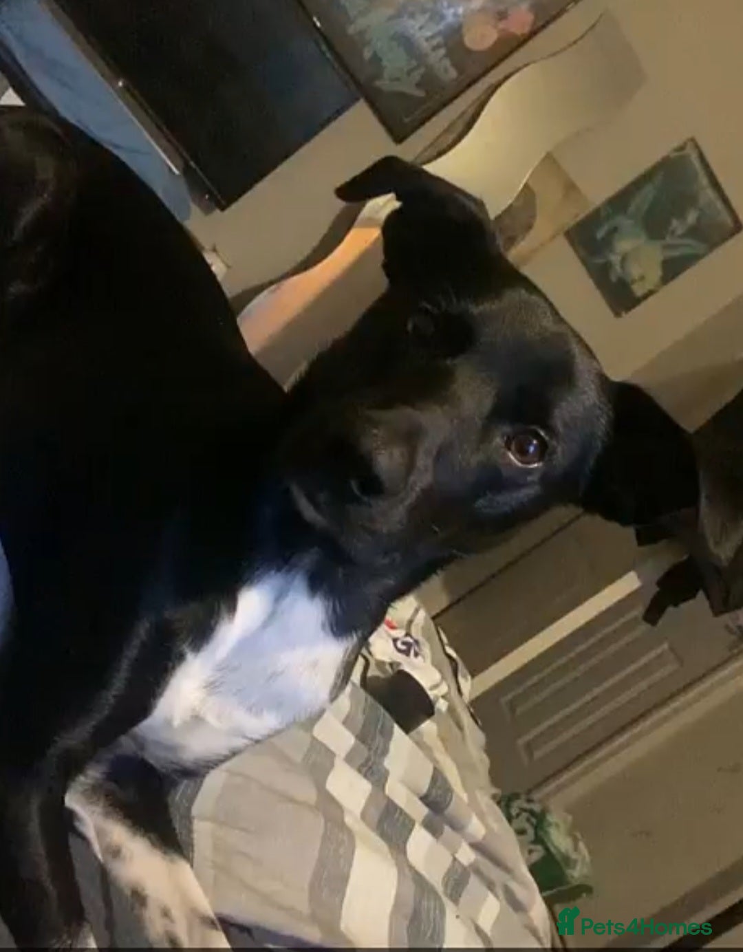 Mixed Breed dogs for sale: Pongo  - Image 3